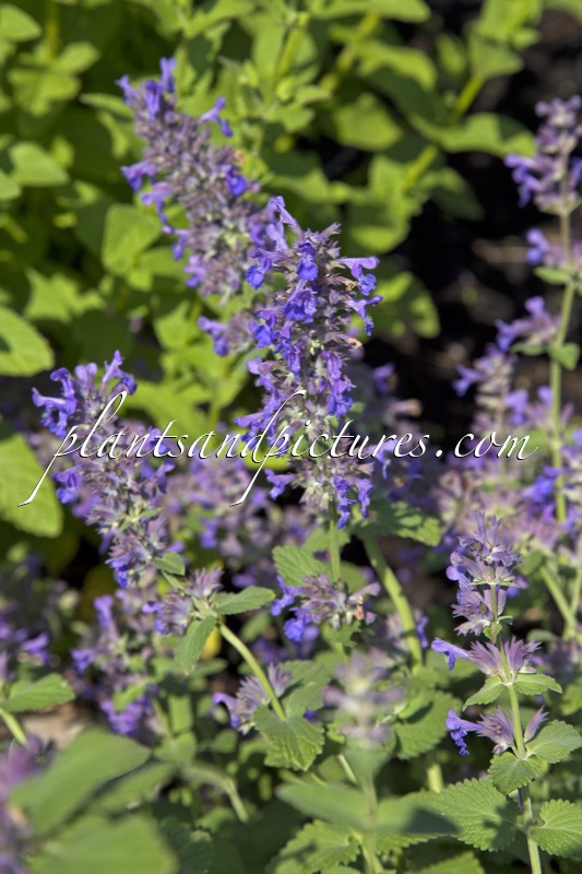 Nepeta ‘Hill Grounds’