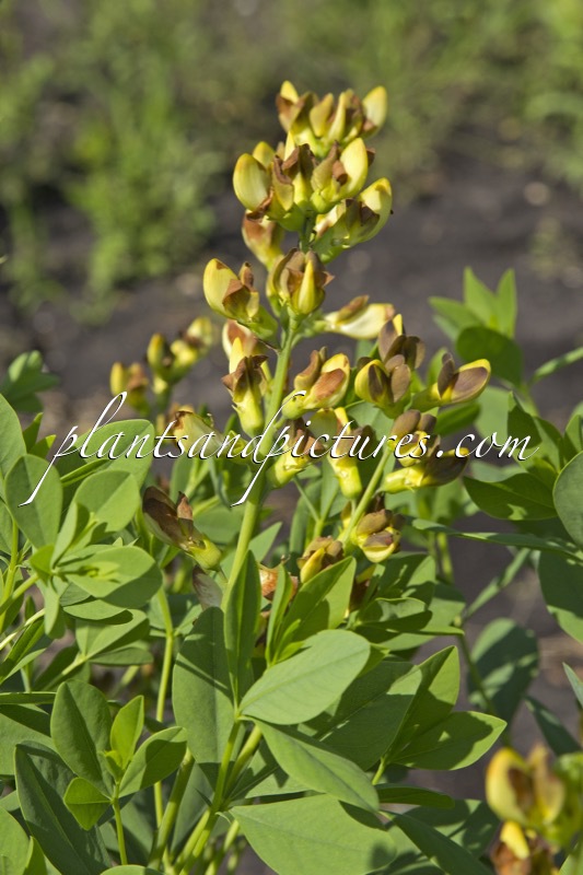 Baptisia ‘Twilight Prärieblues’