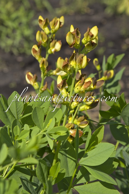 Baptisia ‘Twilight Prärieblues’