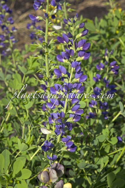 Baptisia ‘Midnight’ (MIDNIGHT PRÄRIEBLUES)