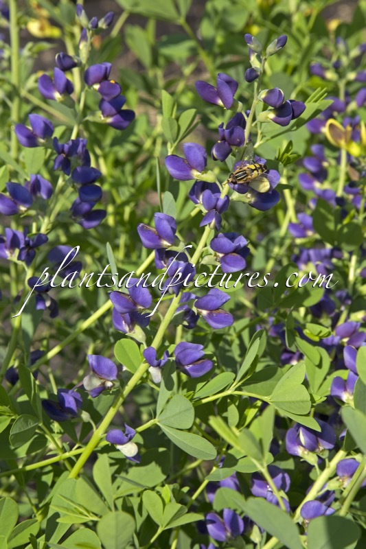 Baptisia ‘Midnight’ (MIDNIGHT PRÄRIEBLUES)