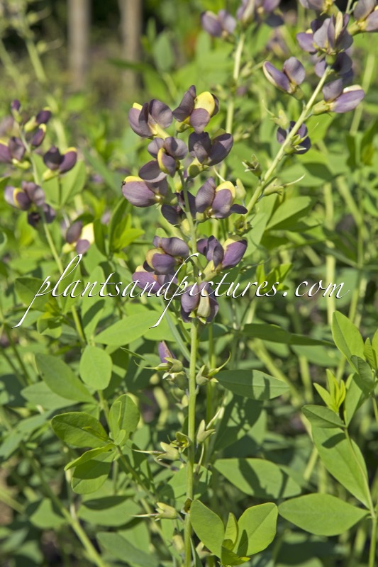 Baptisia ‘Chocolate Chip’