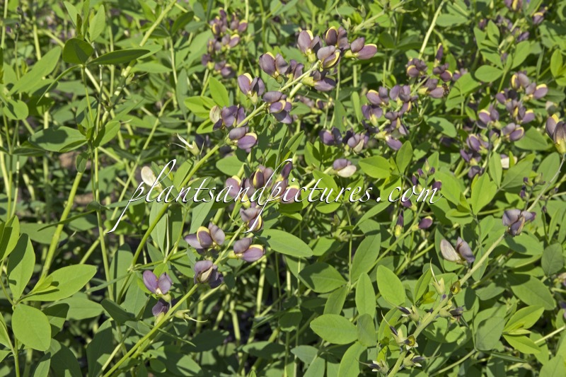 Baptisia ‘Chocolate Chip’