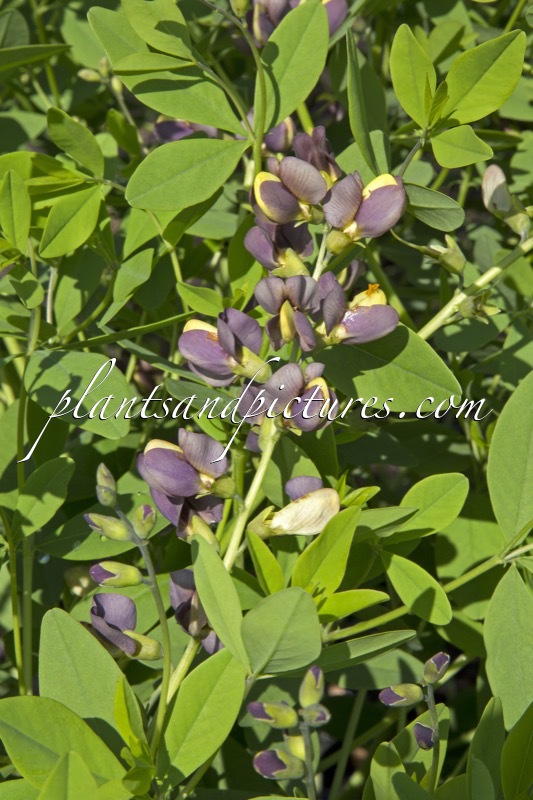 Baptisia ‘Chocolate Chip’