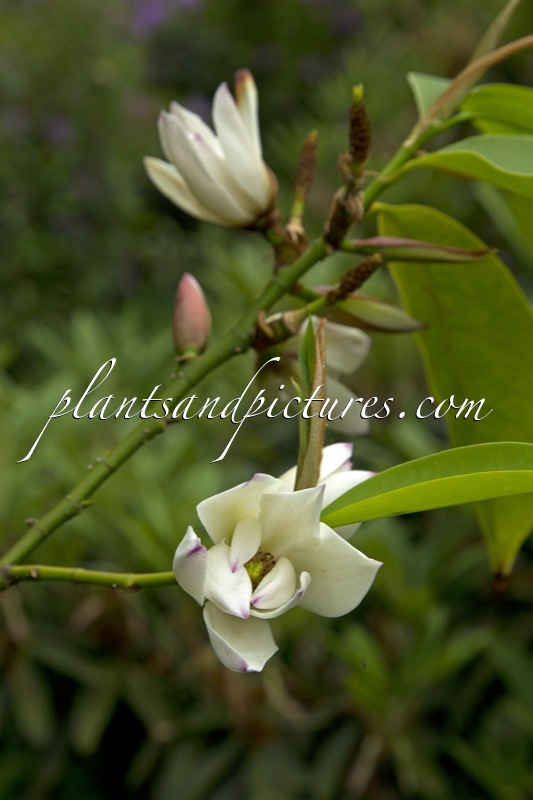 Magnolia ‘Touch of Pink’