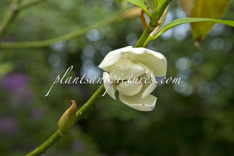 Magnolia ‘Touch of Pink’