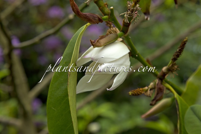Magnolia ‘Touch of Pink’