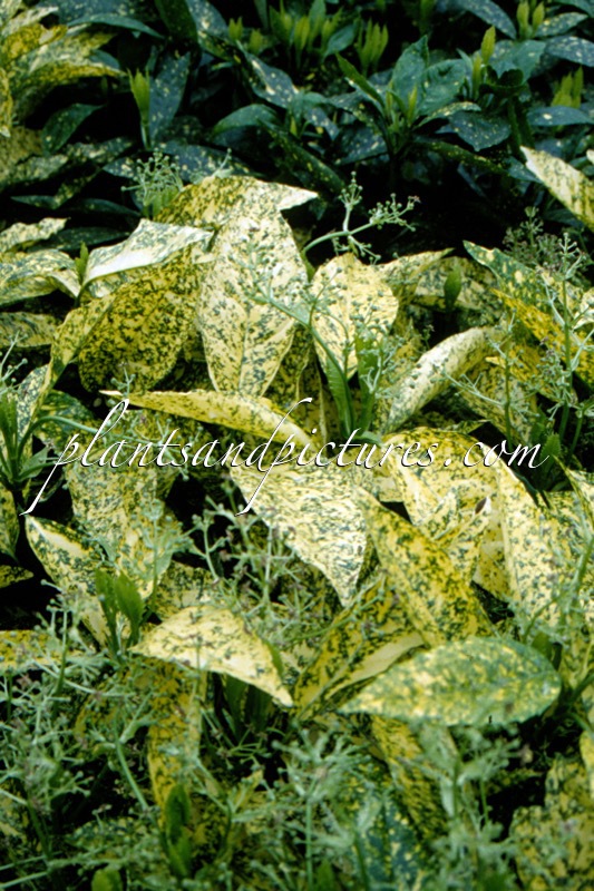 Aucuba japonica ‘Golden King’