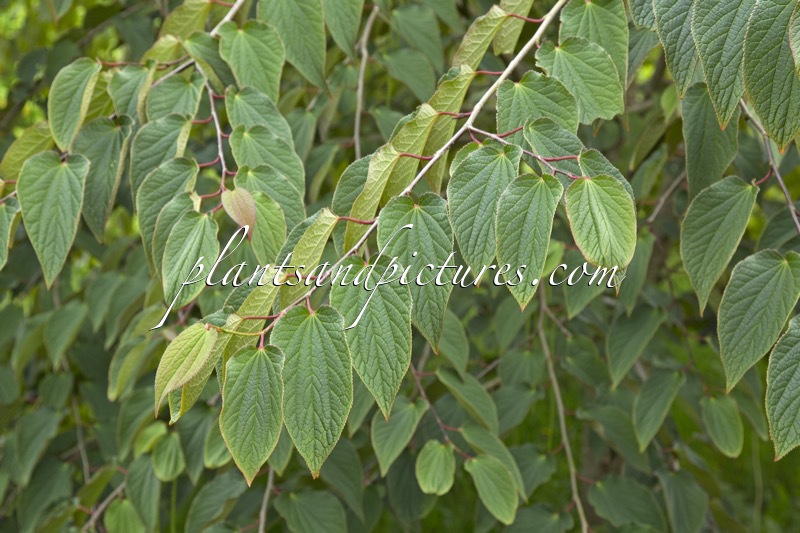 Tetracentron sinense