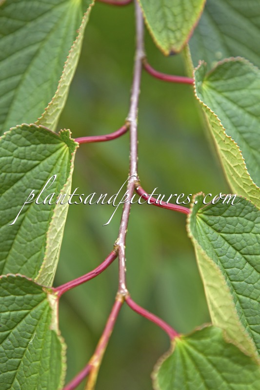 Tetracentron sinense