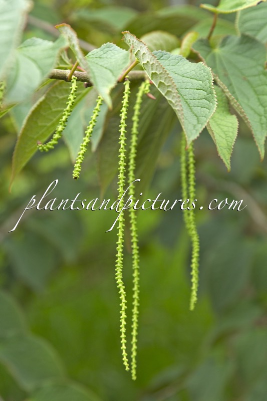 Tetracentron sinense