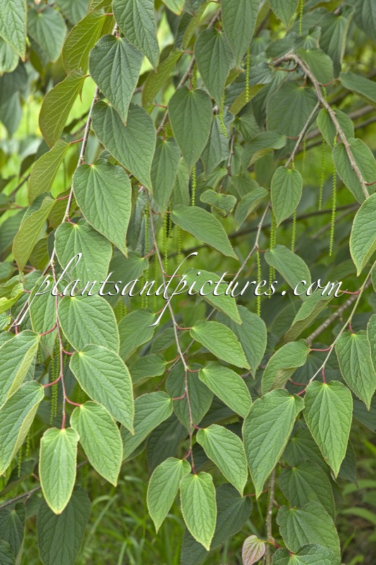 Tetracentron sinense