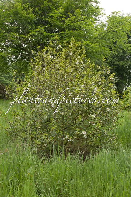 Magnolia laevifolia