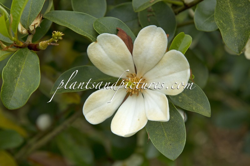 Magnolia laevifolia