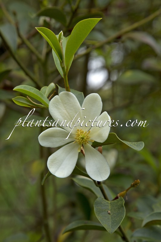 Magnolia laevifolia