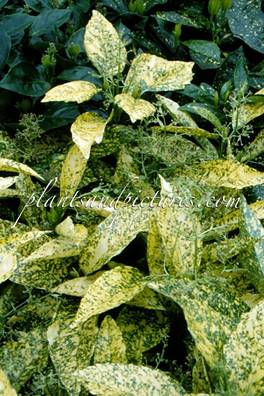 Aucuba japonica ‘Golden King’