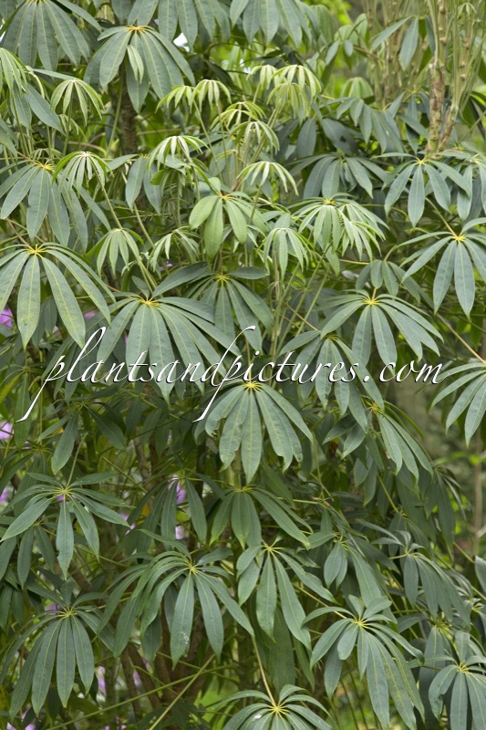 Schefflera taiwaniana