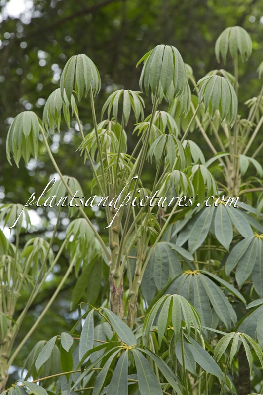 Schefflera taiwaniana
