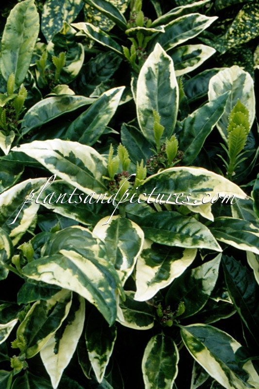 Aucuba japonica ‘Sulphurea Marginata’