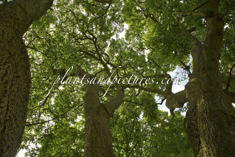 Quercus hispanica ‘Lucombeana’