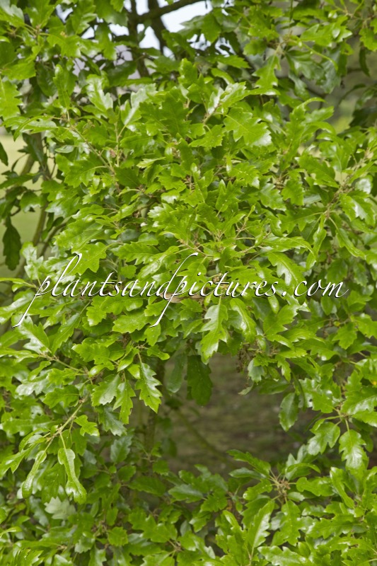 Quercus hispanica ‘Lucombeana’