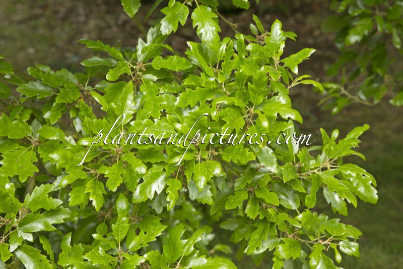 Quercus hispanica ‘Lucombeana’