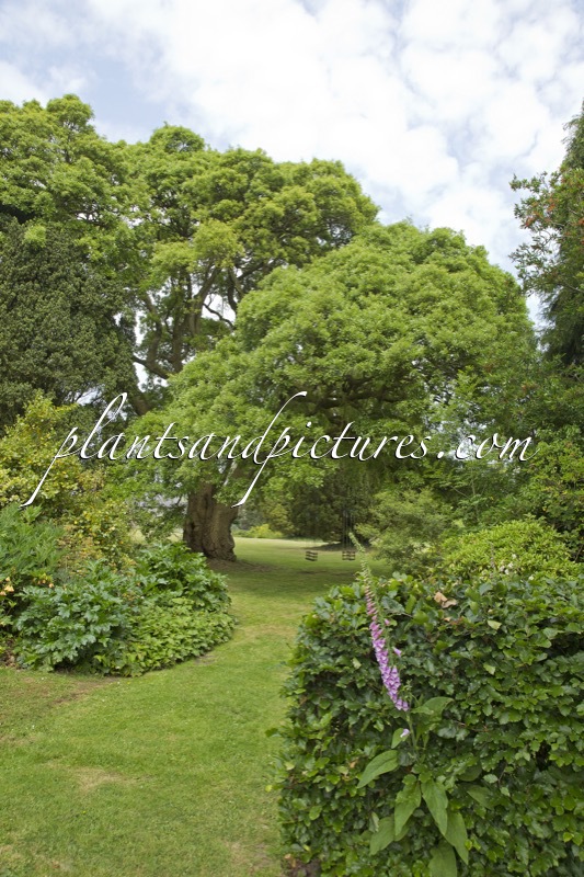 Quercus hispanica ‘Lucombeana’