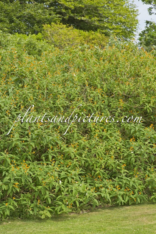 Buddleja globosa