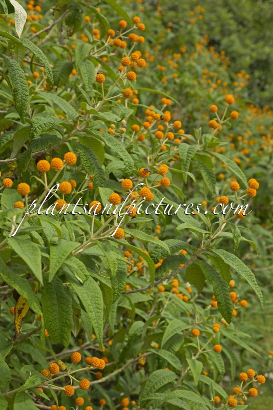 Buddleja globosa
