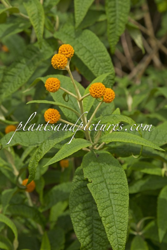 Buddleja globosa