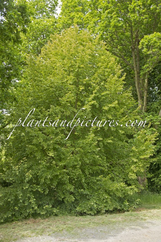 Nothofagus alessandrii