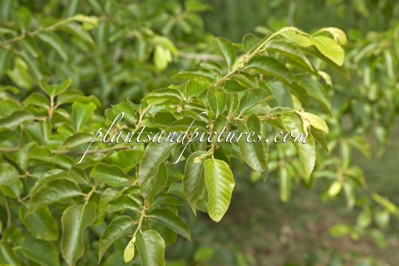 Nothofagus alessandrii