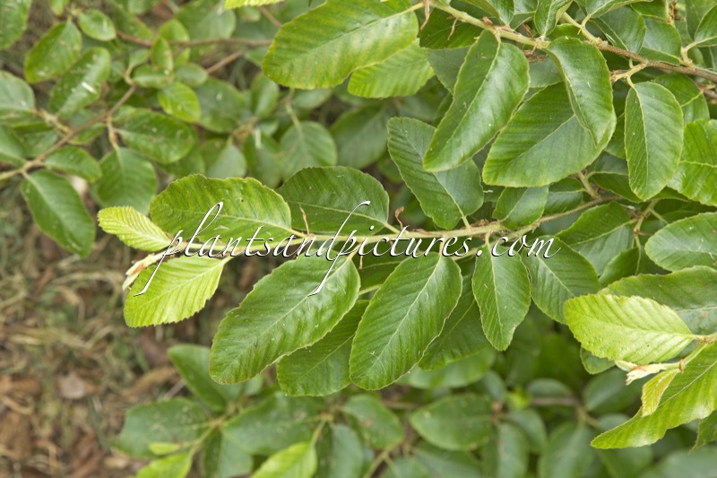 Nothofagus alessandrii