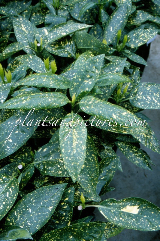 Aucuba japonica Crotonifolia Group
