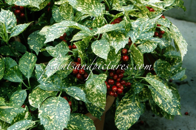 Aucuba japonica Crotonifolia Group