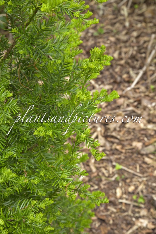 Saxegothaea conspicua