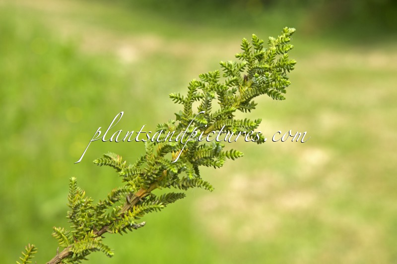 Pilgerodendron uviferum