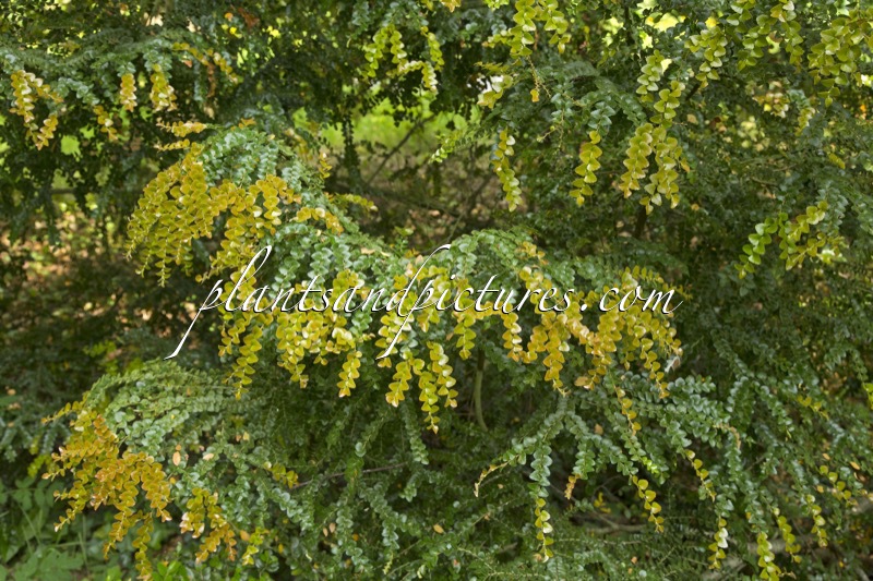 Nothofagus cunninghamii