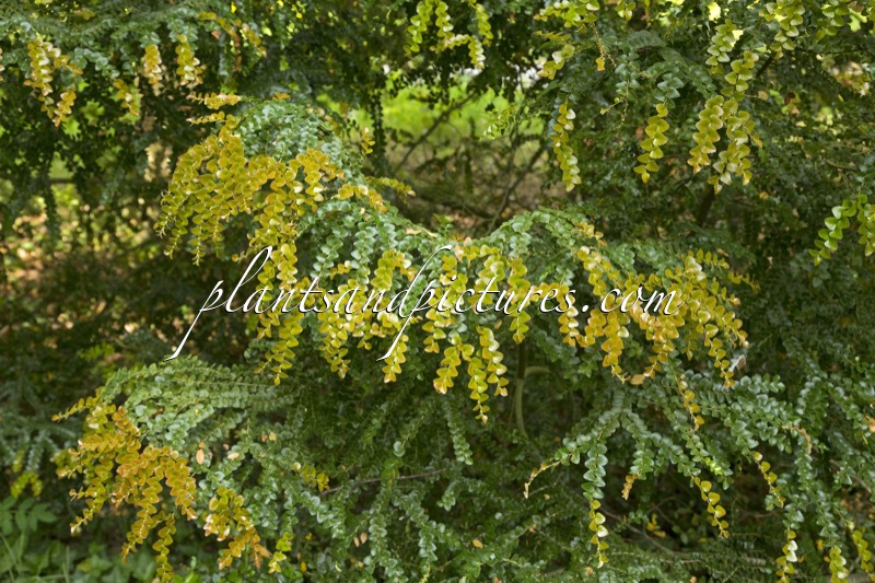 Nothofagus cunninghamii