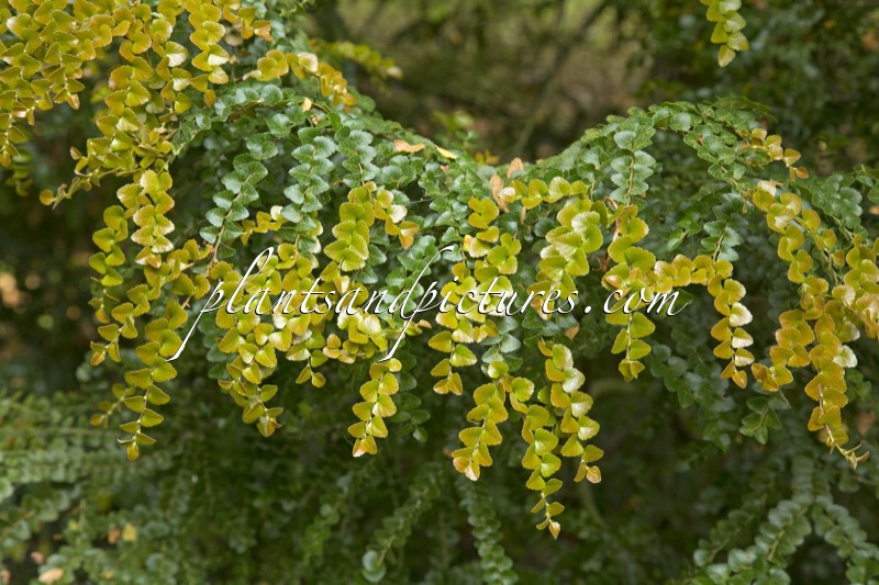 Nothofagus cunninghamii