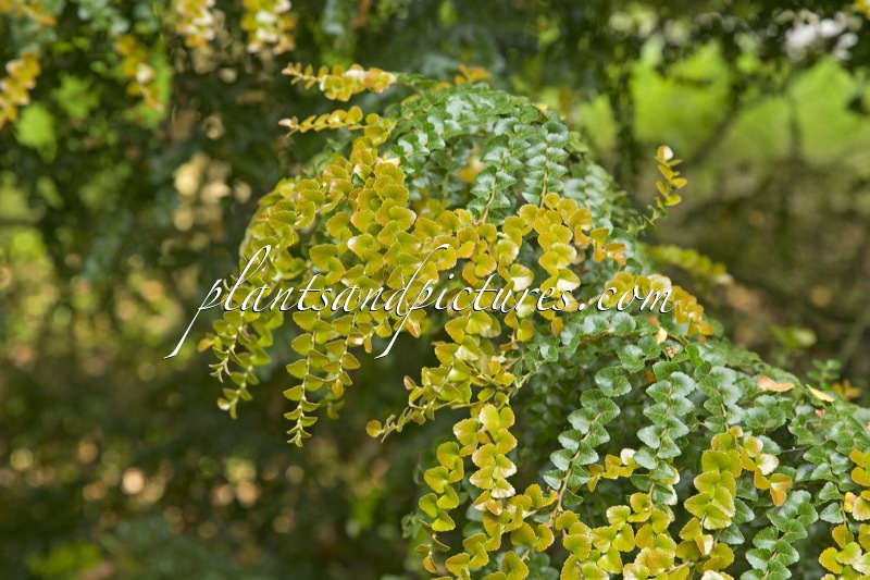 Nothofagus cunninghamii