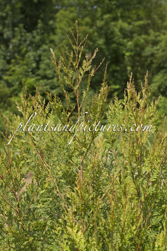 Austrocedrus chilensis