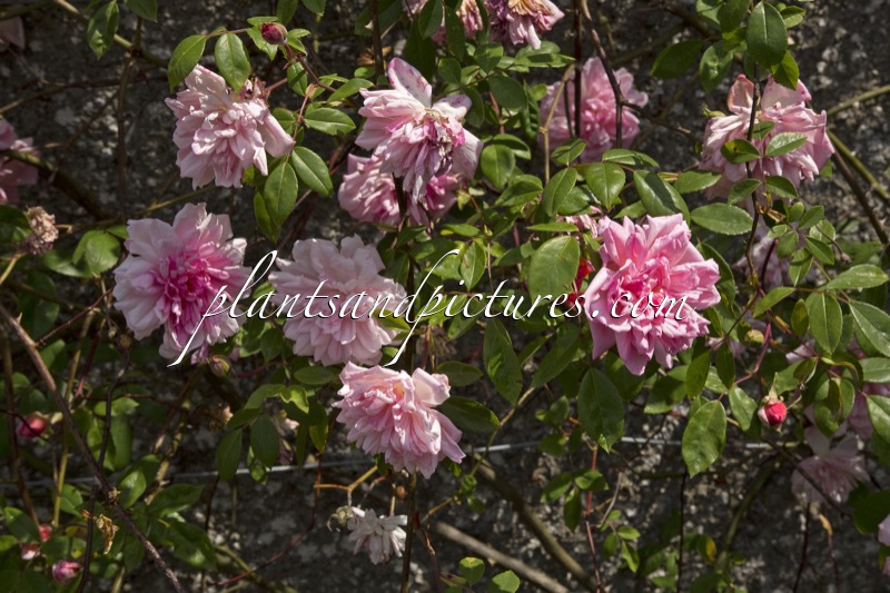 Rosa ‘Louise Odier’