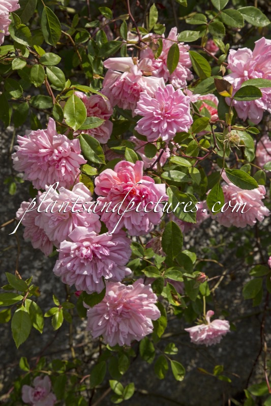 Rosa ‘Louise Odier’