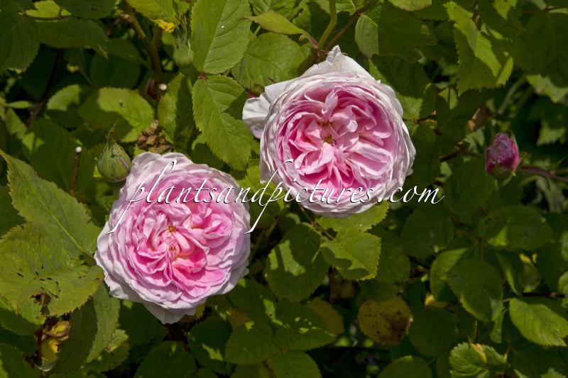Rosa ‘Ausmary’ (MARY ROSE)