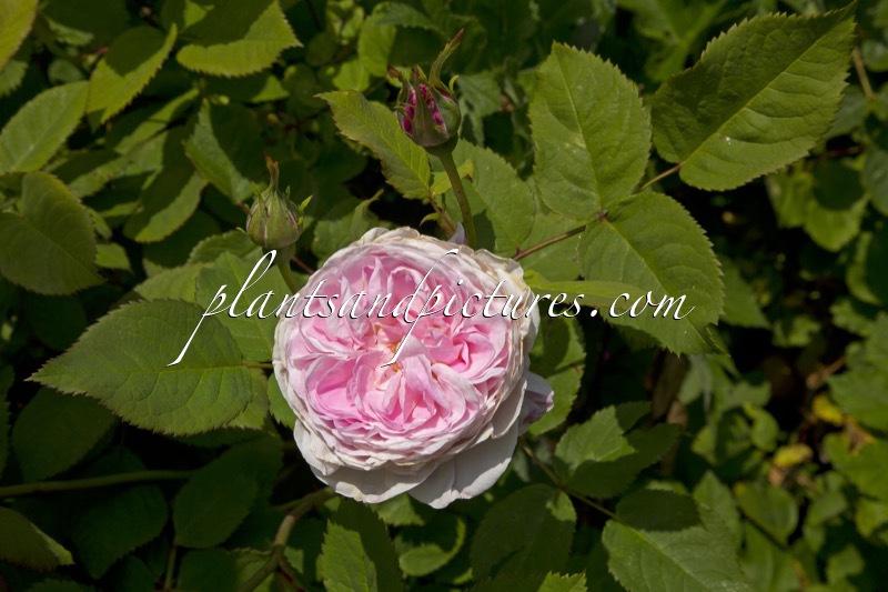 Rosa ‘Ausmary’ (MARY ROSE)