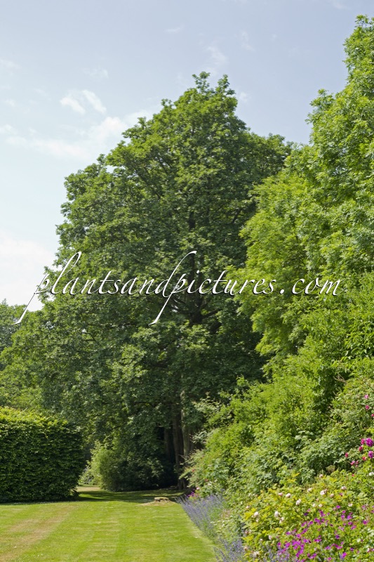 Alnus cordata