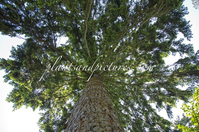 Pseudotsuga menziesii