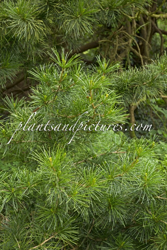 Sciadopitys verticillata