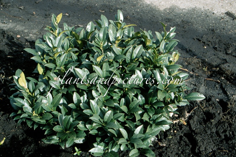 Prunus laurocerasus ‘Piri’